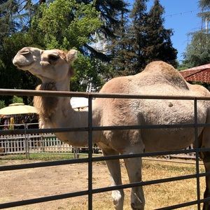 Meet your Posher, Roy